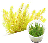 ADA 孟加拉節節菜 Rotala sp bangladesh IC392